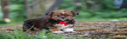 Shorkie dogs for sale: Frisky - Ad 4