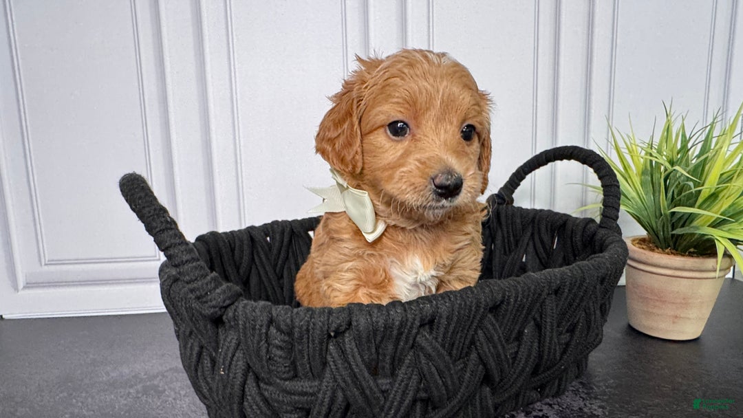 Mini Goldendoodle dogs for sale: Cookie Mini Goldendoodle - Ad 2