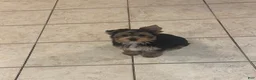 Yorkshire Terrier dogs for sale: Akc traditional female  - Ad 4