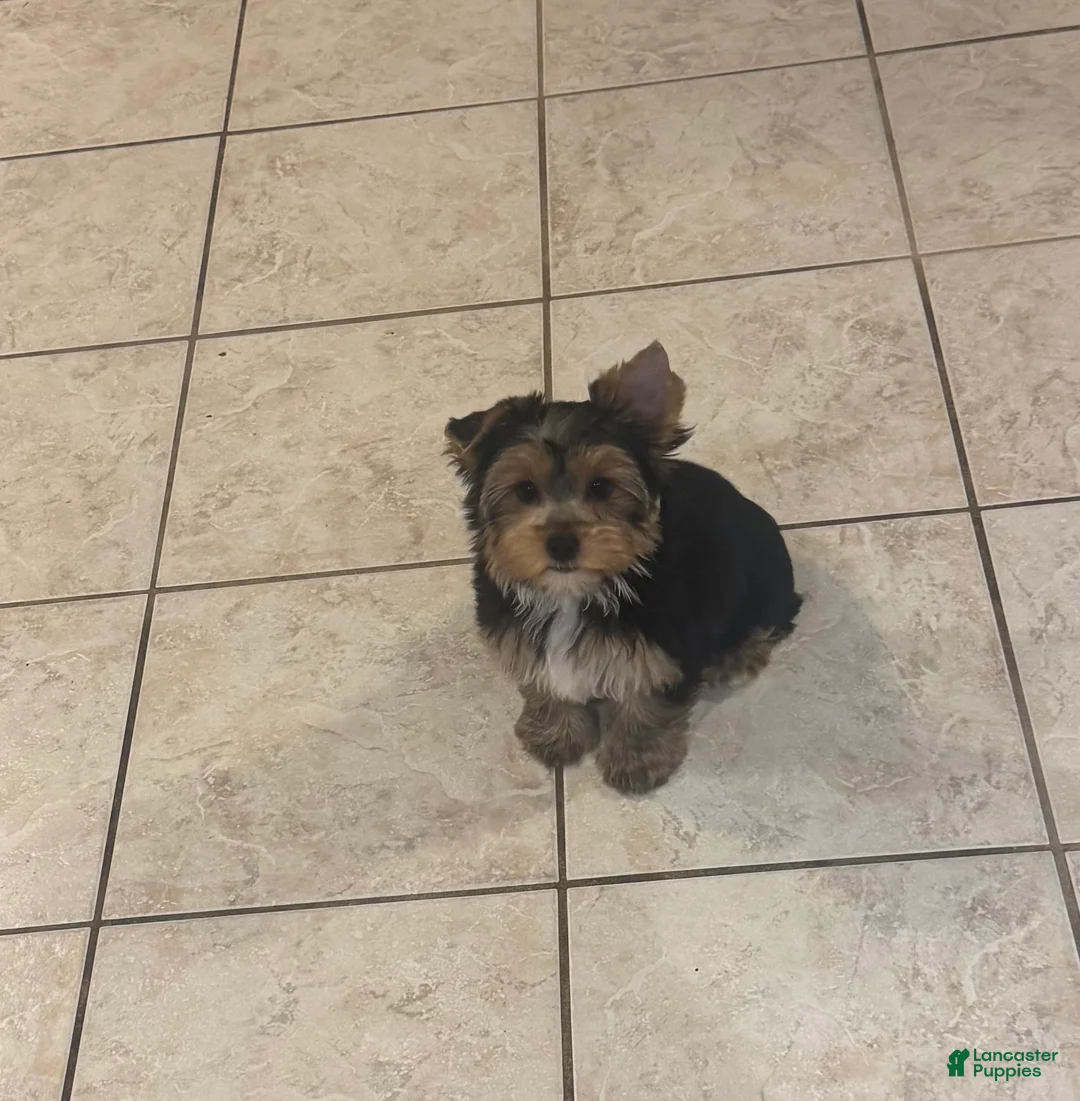 Yorkshire Terrier dogs for sale: Akc traditional female  - Ad 4