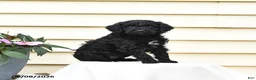 Aussiedoodle dogs for sale: Rookie - Ad 1