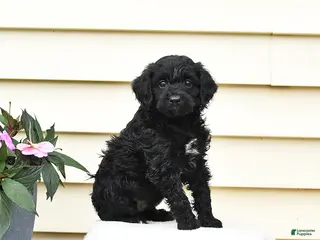 Aussiedoodle dogs for sale: Rookie - Ad 1
