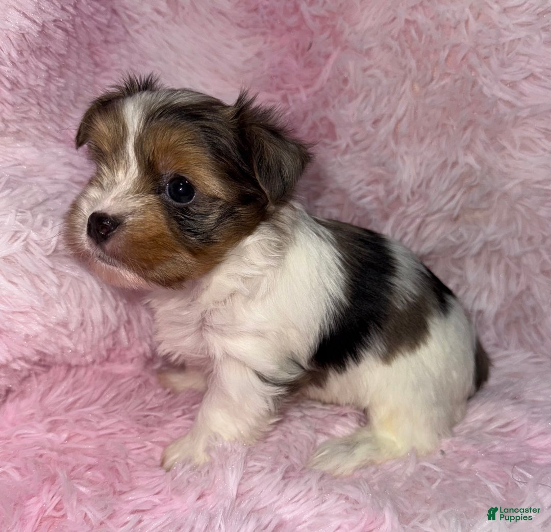 Yorkshire Terrier dogs for sale: Shimmer  - Ad 3