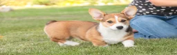Welsh Corgi Pembroke dogs for sale: Ramona - Ad 5