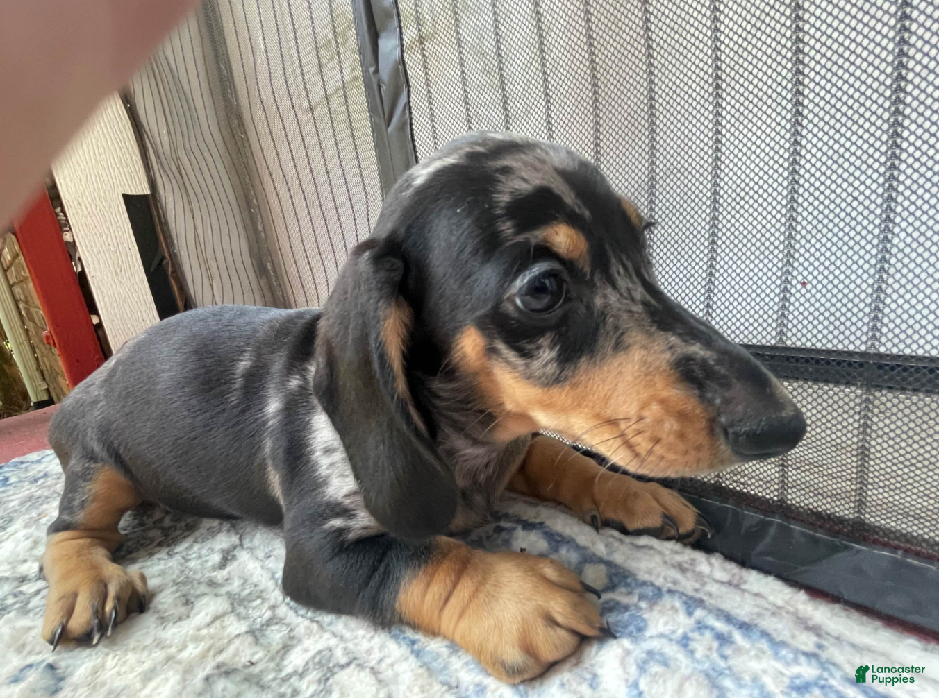 Miniature Dachshund dogs Girl 4 - Ad 1