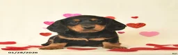 Miniature Dachshund dogs for sale: Otto - Ad 3