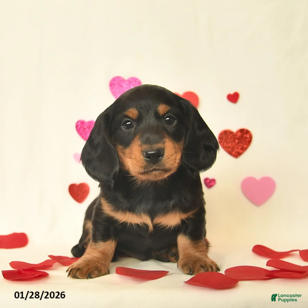 Miniature Dachshund dogs for sale: Otto - Ad 3