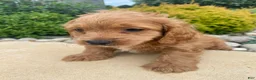 Cockapoo dogs for sale: Ranger - Ad 10