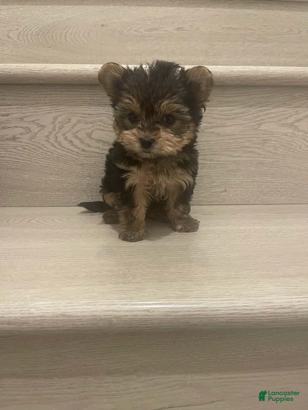 Morkie dogs for sale: Morkie Puppy 1 - Ad 2