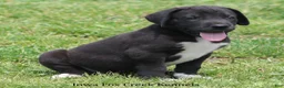 Great Dane dogs for sale: Mitzi - Ad 4