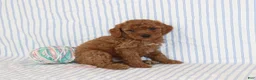 Mini Goldendoodle dogs for sale: Milo - Ad 3