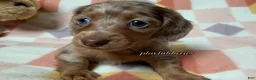 Miniature Dachshund dogs for sale: AKC Isabella Dapple Long Haired Female  - Ad 7