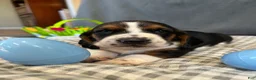 Basset Hound dogs for sale: Newt  - Ad 12