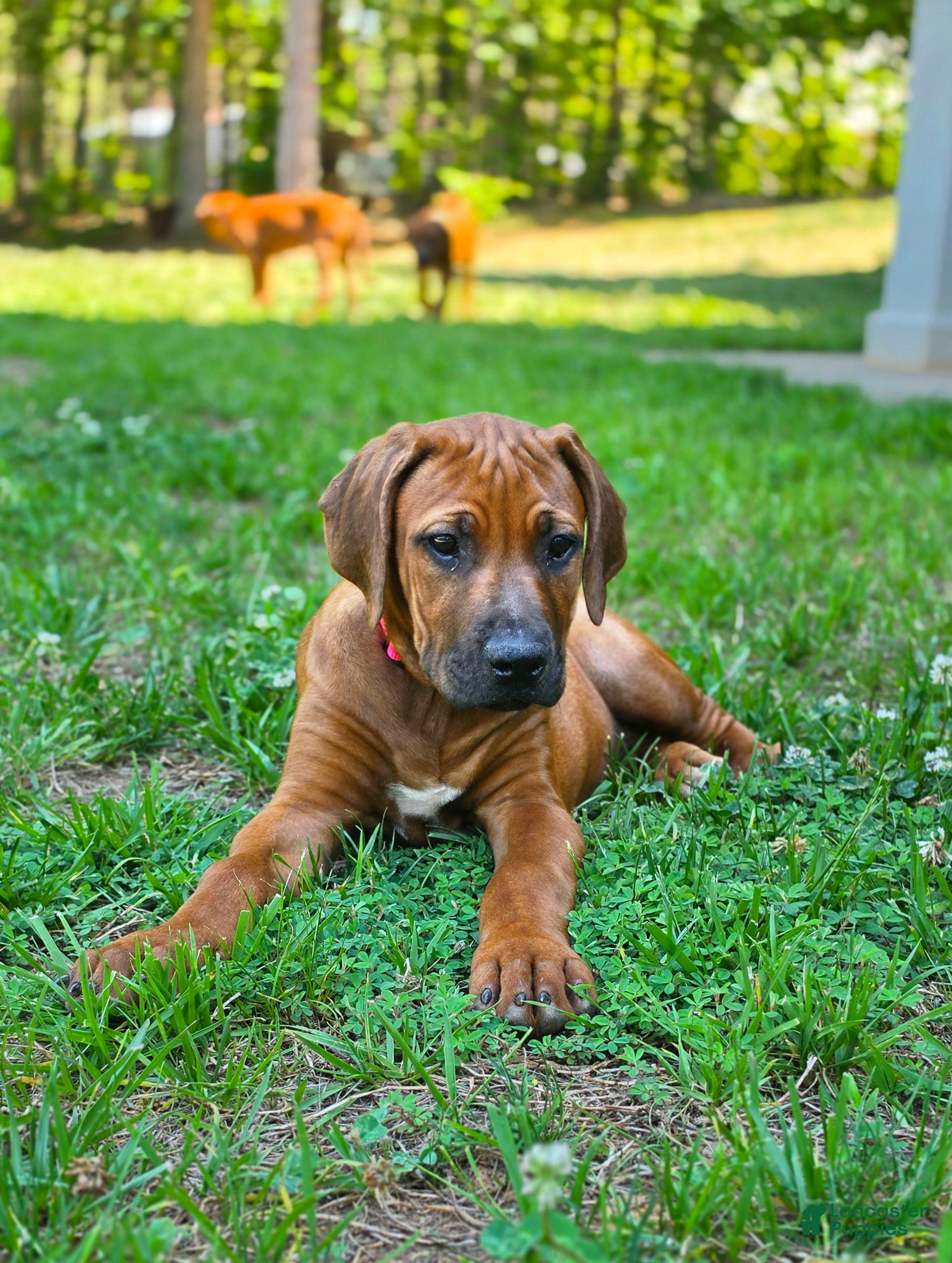 Rhodesian Ridgeback dogs Rhodesian Ridgeback Puppy 3 - Ad 1