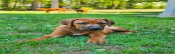 Rhodesian Ridgeback dogs for sale: Rhodesian Ridgeback Puppy 3 - Ad 1