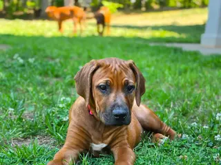 Rhodesian Ridgeback dogs for sale: Rhodesian Ridgeback Puppy 3 - Ad 4