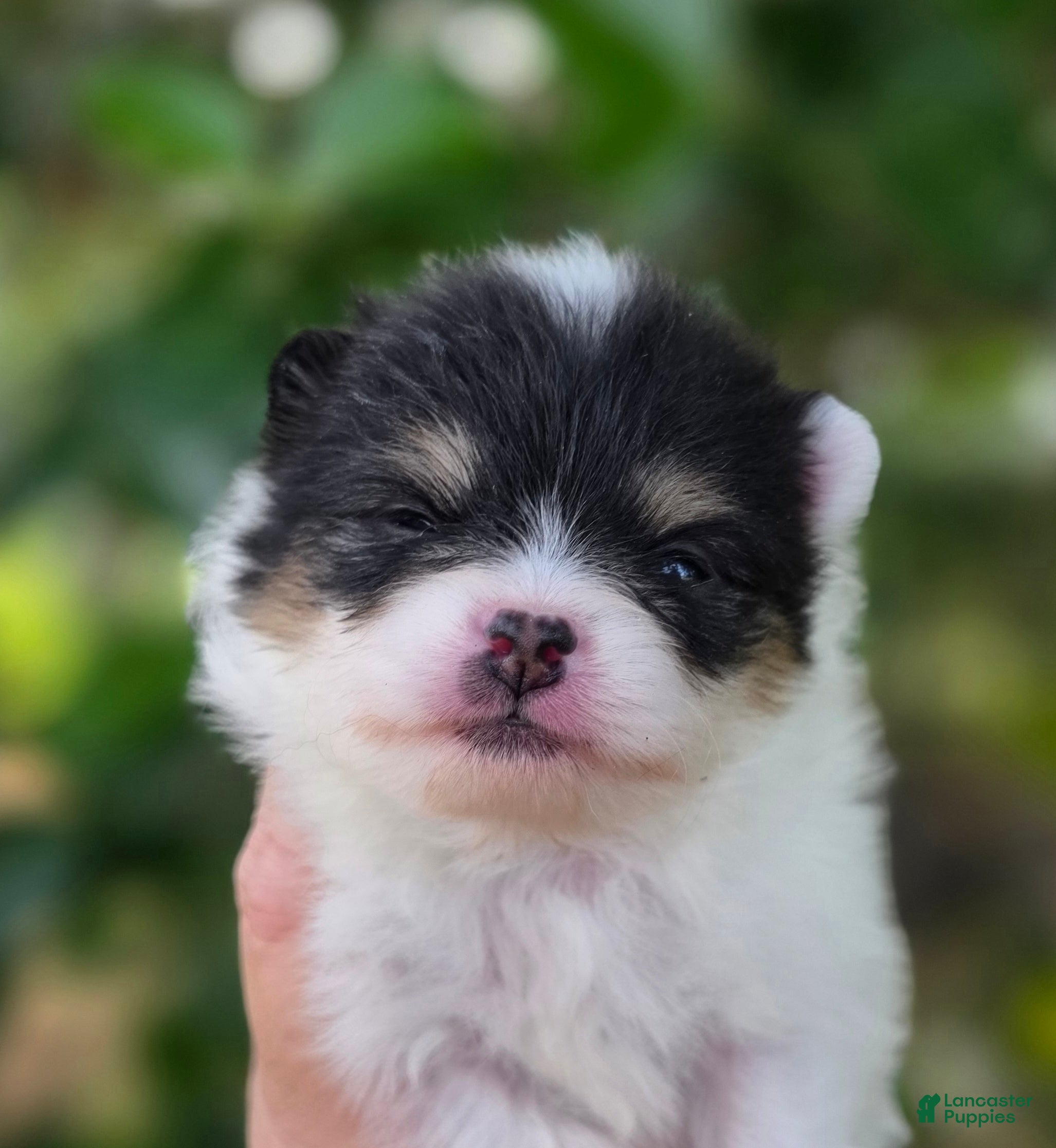 Pomeranian dogs Zorro  - Ad 1