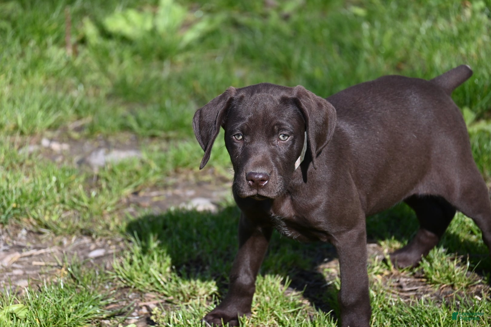German Shorthaired Pointer dogs Buck - Ad 14