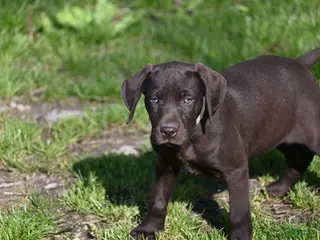 German Shorthaired Pointer dogs Buck - Ad 1