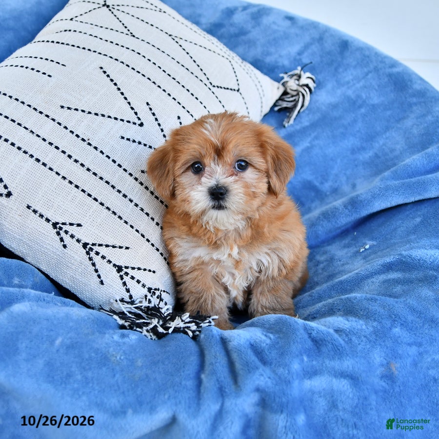 Shorkie dogs for sale: Herbie - Ad 1
