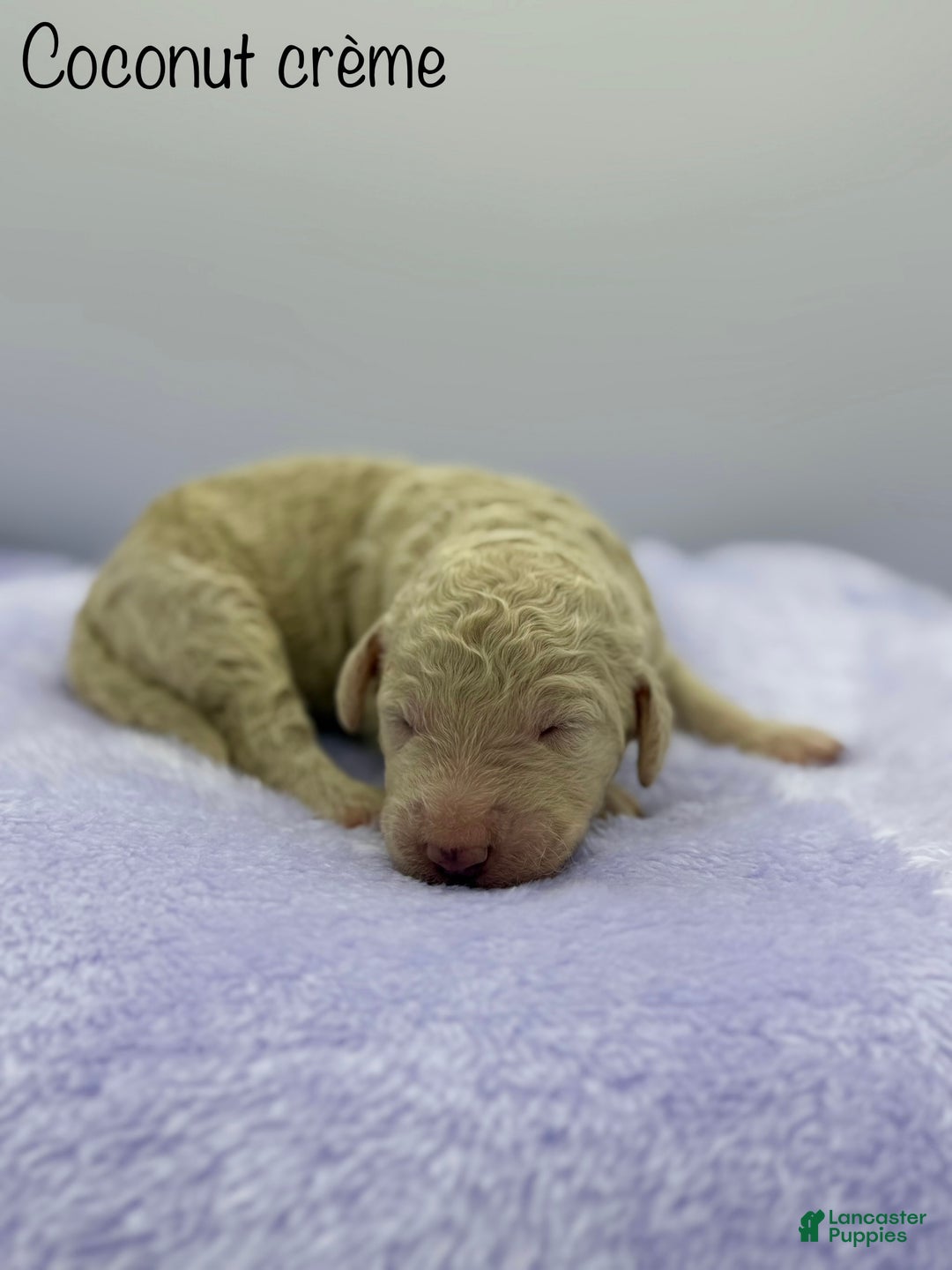 Sheepadoodle dogs for sale: Coconut Crème  - Ad 3