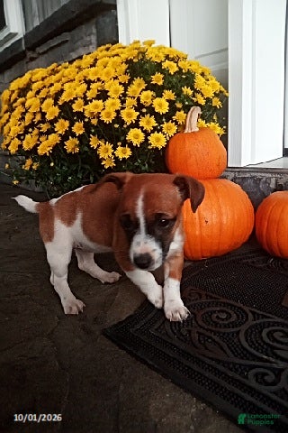 Jack Russell Terrier dogs Levie - Ad 2