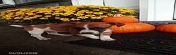 Jack Russell Terrier dogs for sale: Levie - Ad 2