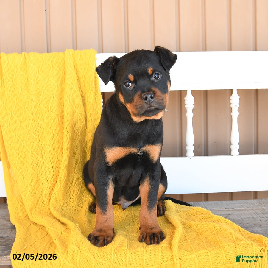 Rottweiler dogs Snoopy - Ad 2