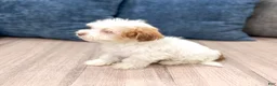 Havanese dogs for sale: Daisy - Ad 4