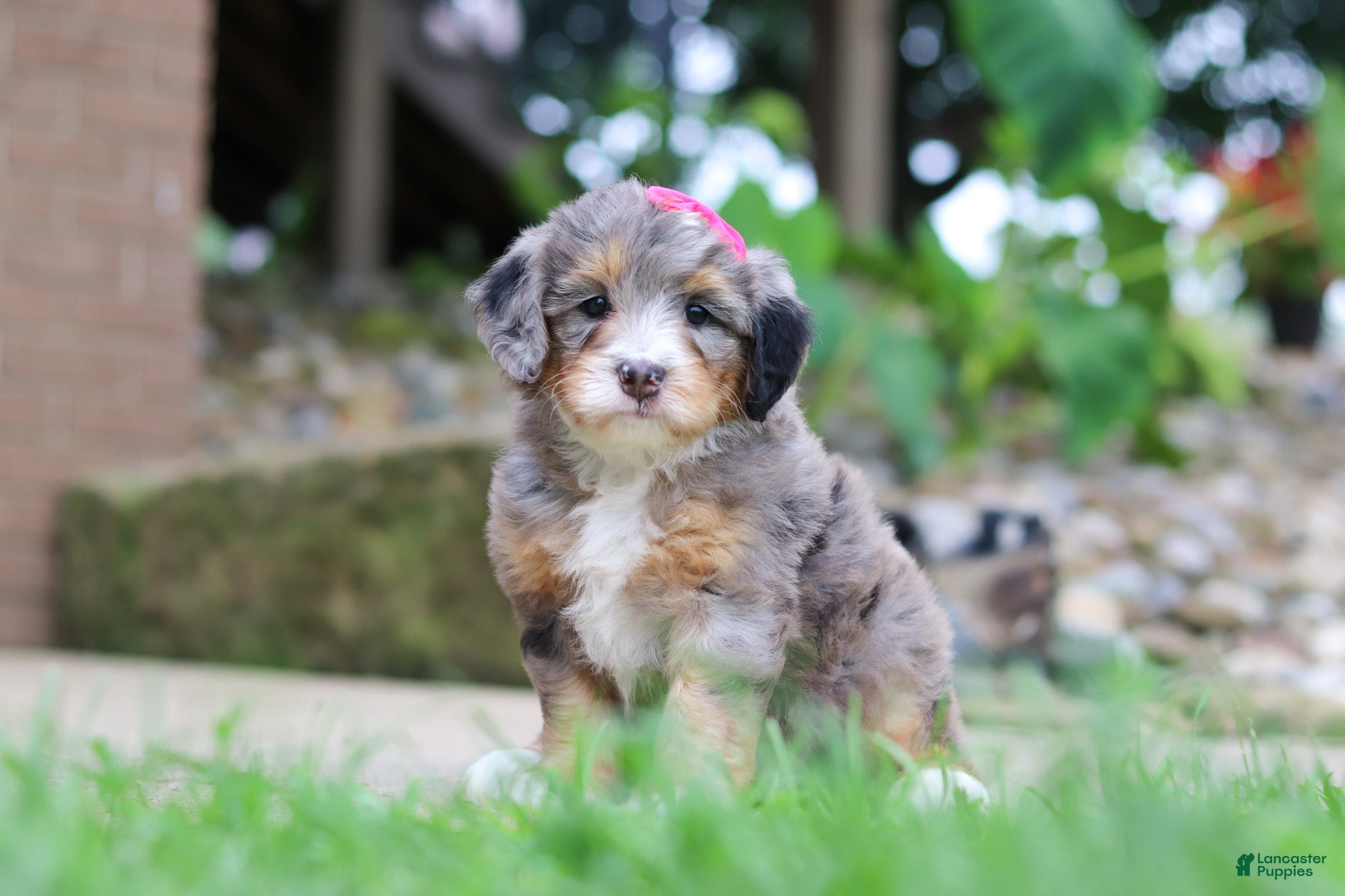 Mini Bernedoodle dogs Margarita - Ad 1