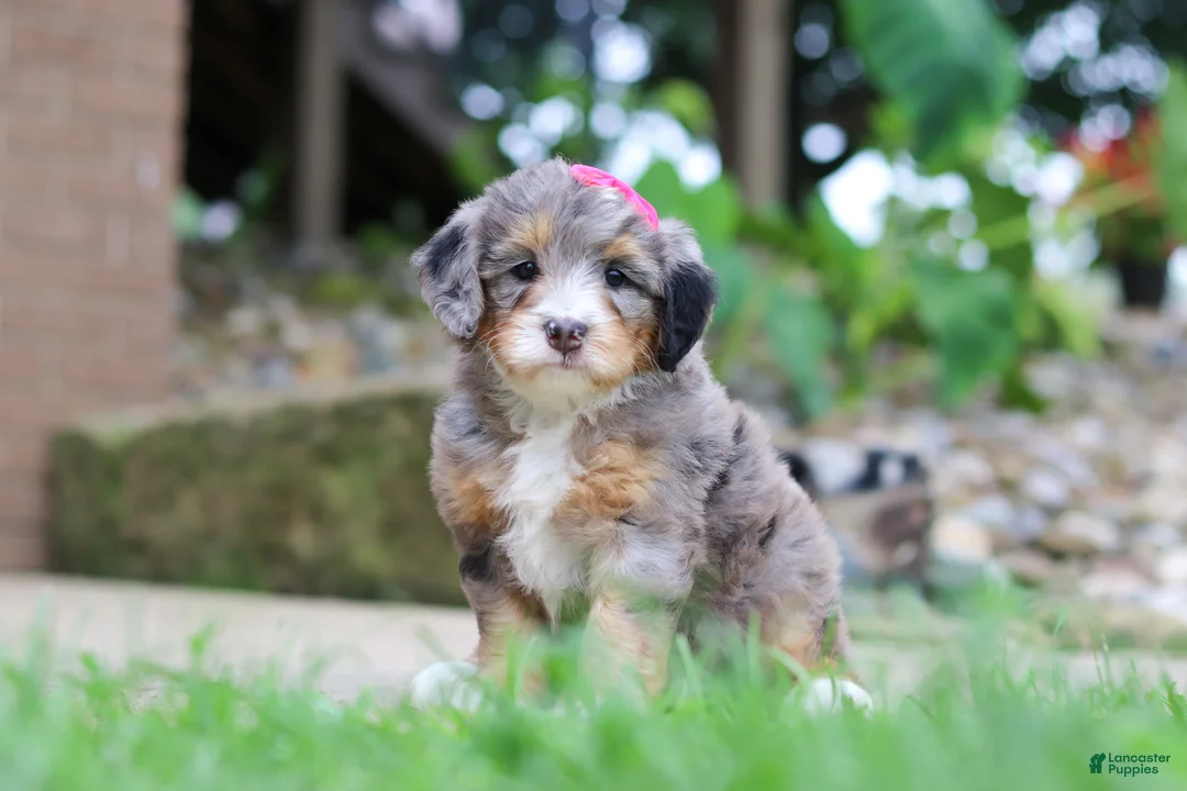 Mini Bernedoodle dogs for sale: Margarita - Ad 1