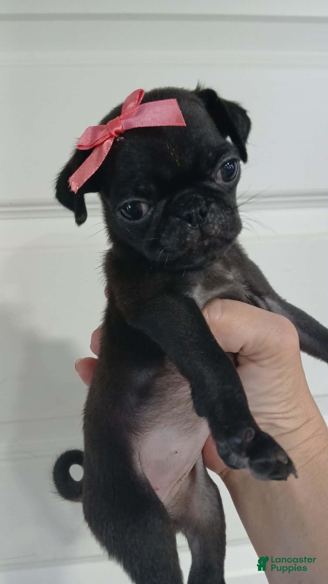 Pug dogs Pug 8 - Ad 4