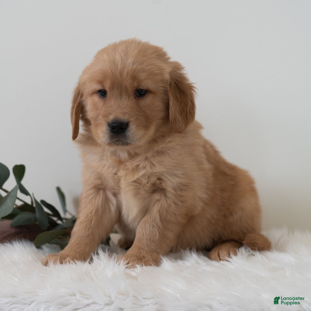 Golden Retriever dogs for sale: Samson  - Ad 5