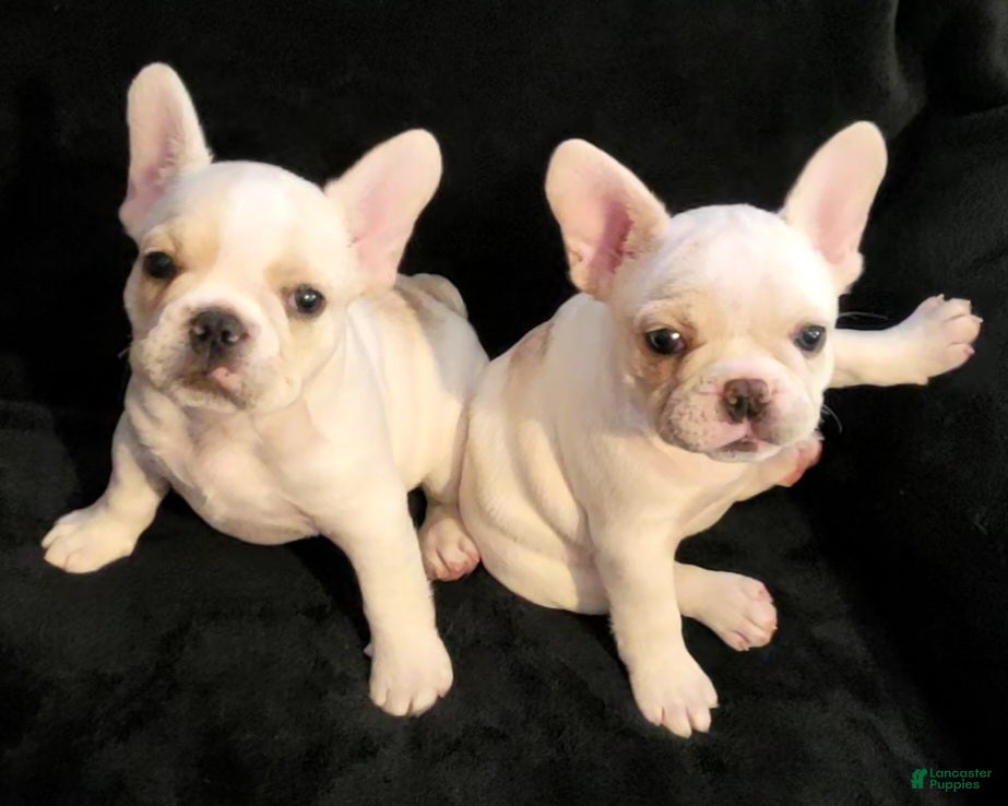French Bulldog dogs French Bulldog Female - Ad 16