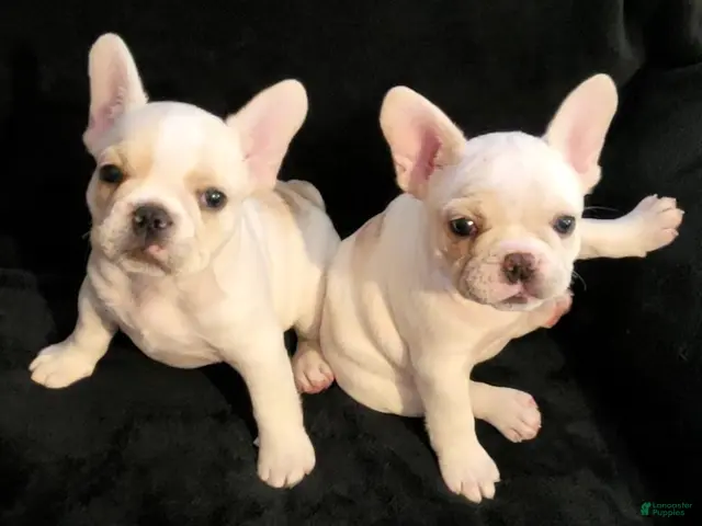French Bulldog dogs French Bulldog Female - Ad 14