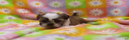 Shih Tzu dogs for sale: Jessie - Ad 2