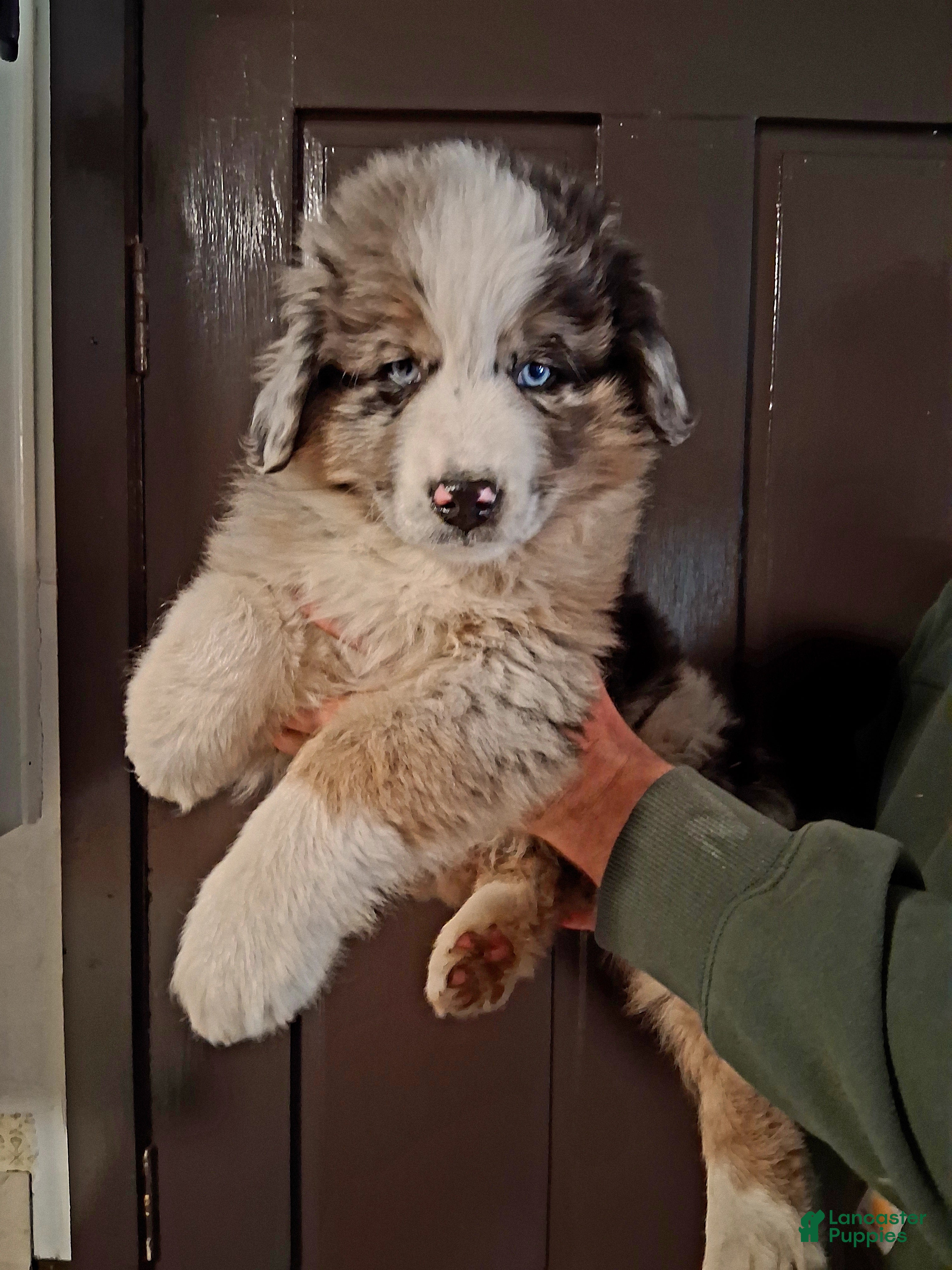 Miniature Australian Shepherd dogs Buck - Ad 21