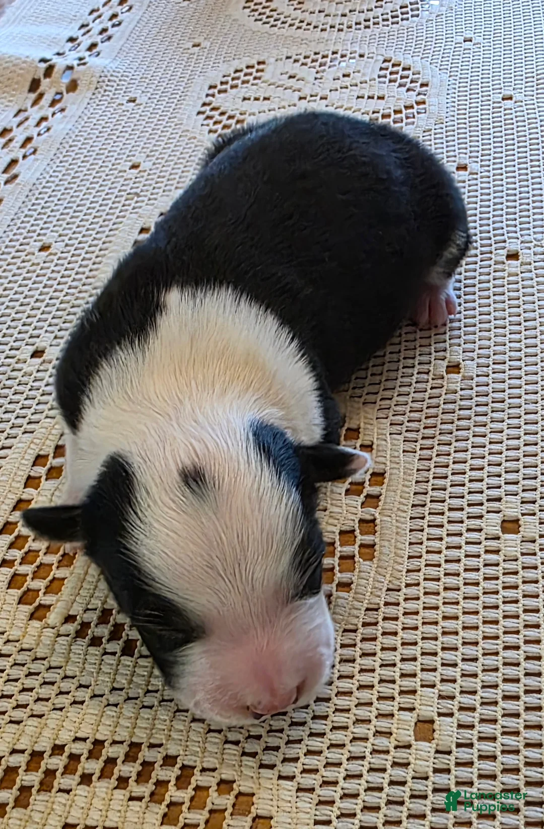 Border Collie dogs for sale: Border Collie Puppy 2 - Ad 1