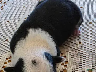 Border Collie dogs Border Collie Puppy 2 - Ad 7