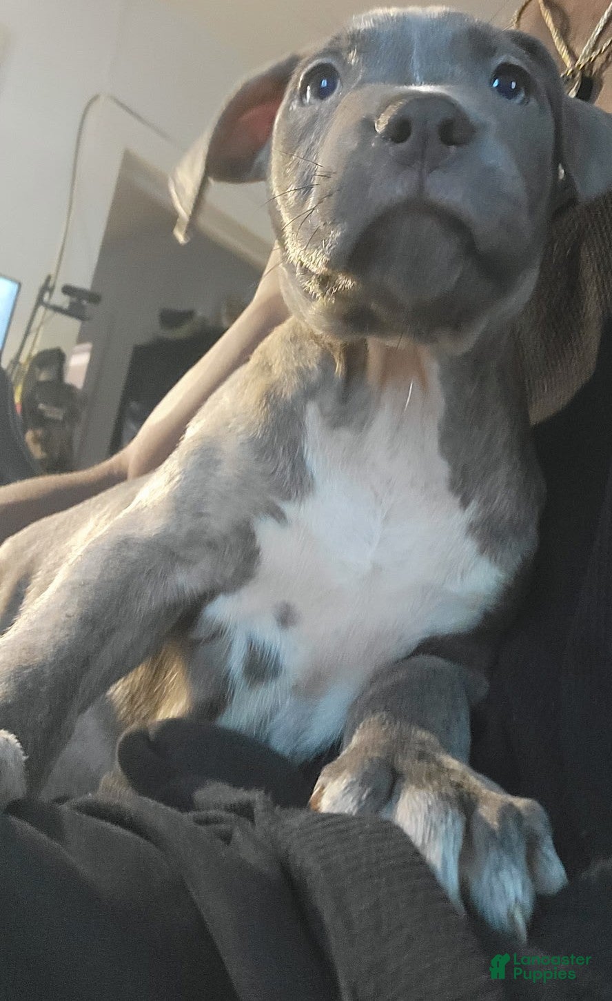 American Pit Bull Terrier dogs Ms. Blue - Ad 31