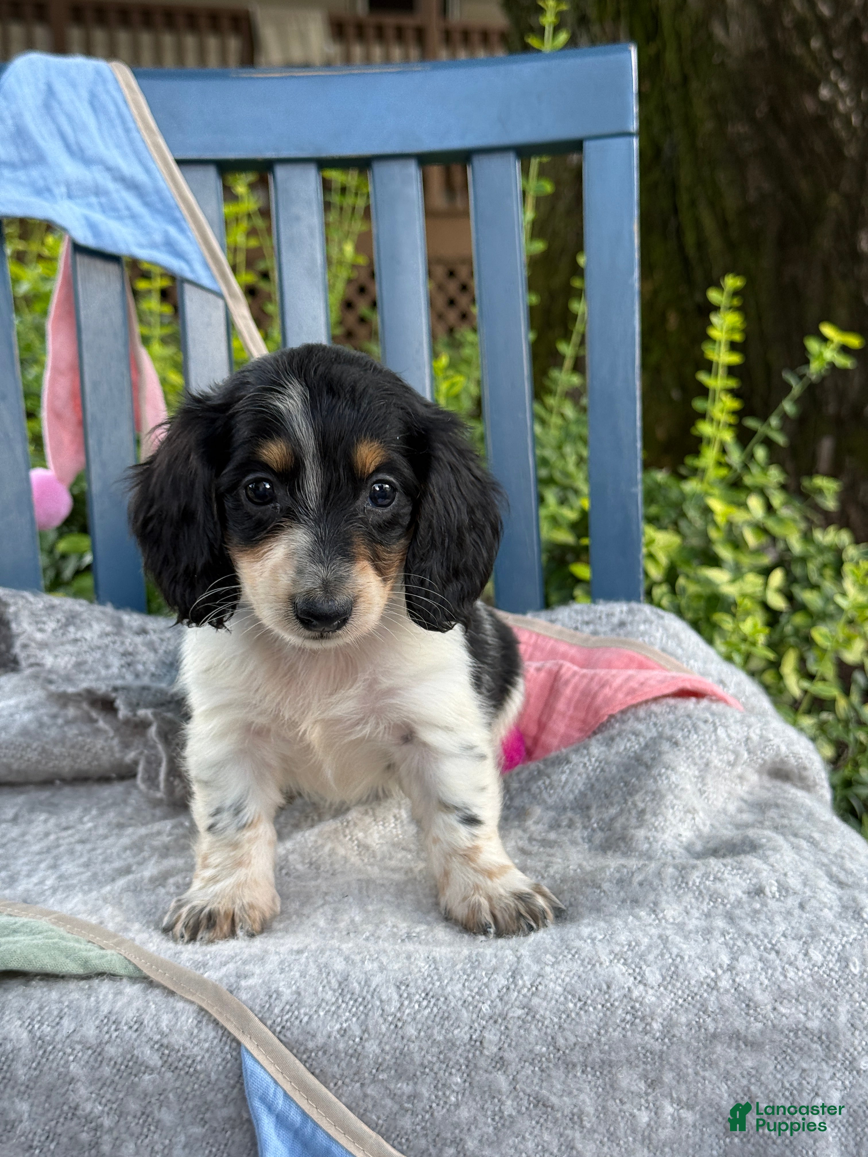 Miniature Dachshund dogs Tango - Ad 1