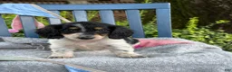 Miniature Dachshund dogs for sale: Tango - Ad 1