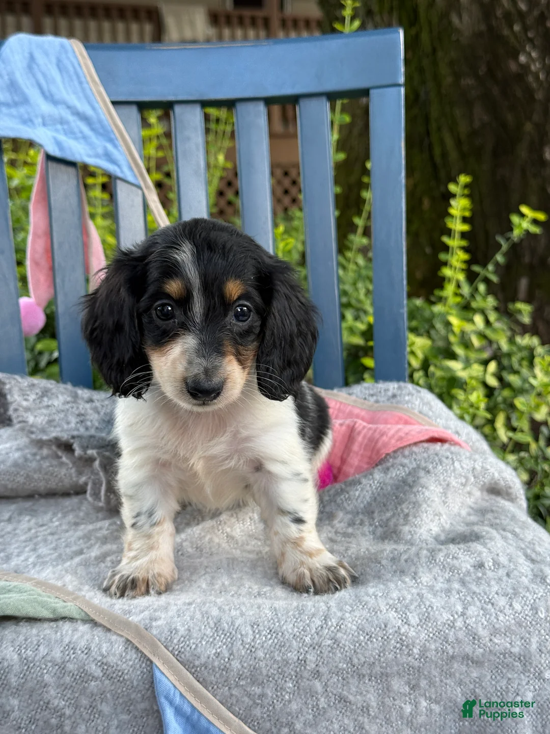 Miniature Dachshund dogs for sale: Tango - Ad 1