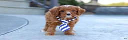 Cavapoo dogs for sale: Mr. Bentley - Ad 10