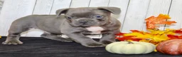French Bulldog dogs for sale: Eric Male AKC French Bulldog - Ad 4