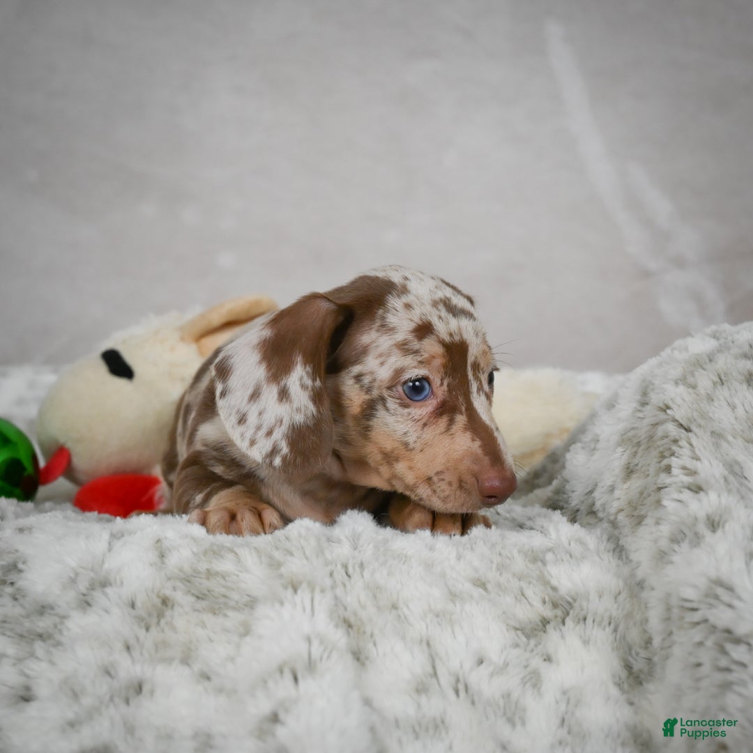 Miniature Dachshund dogs for sale: Hudson - Ad 6