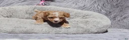 Havapoo dogs for sale: Zoey 🌷 Toy/Minature - Ad 29