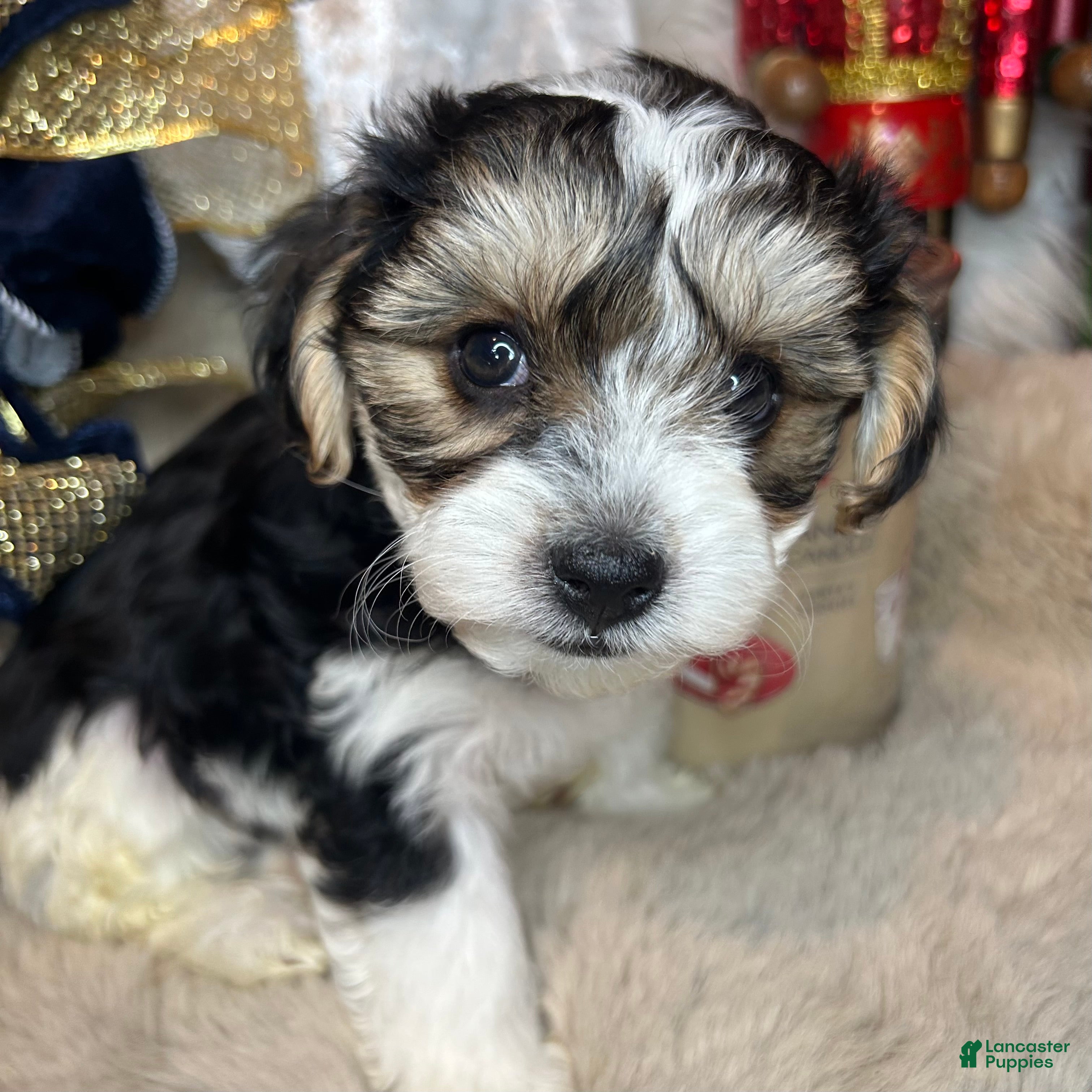 Morkie dogs Rafael  - Ad 4