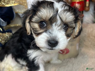Morkie dogs Rafael - Ad 9