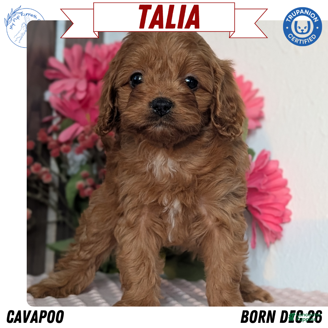 Cavapoo dogs Talia - Ad 6